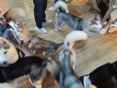 -Husky Go! 哈士奇体验馆·宠物咖啡厅狗咖