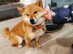 -柴迷FANS CLUB·柴犬狗咖·猫咖
