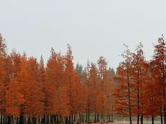 -白鹭湾湿地公园