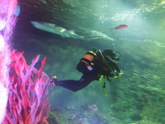 -凯莉-塔尔敦海洋生物水族馆