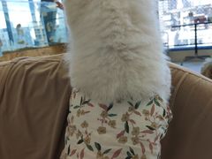 -怪兽屋·羊驼·猫咖·狗咖(俊华广场店)