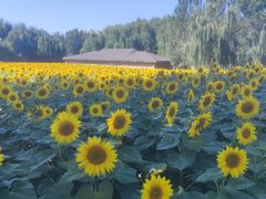 -长白岛森林公园