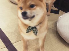 -逗柴咖啡屋·狗咖猫咖宠物桌游