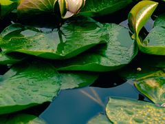 -长春公园(普阳街道)