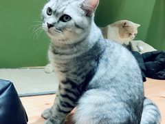 -猫亿天猫咖