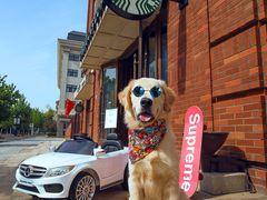 -超宠爱宠物摄影-Super pet