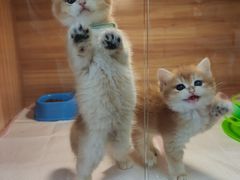 -猫十亿·布偶金渐层·曼基康矮脚猫舍(青年路店)