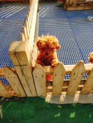 -萌宠亲子动物乐园(槐房万达店)