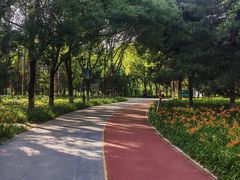 -大兴滨河森林公园