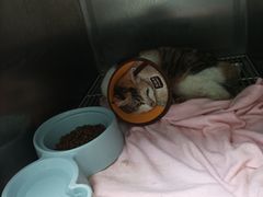 -瑞派宠物医院(搏威敦和院)