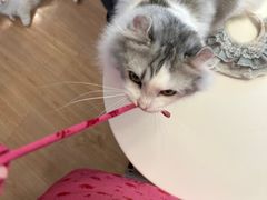 -MOYOYO猫咪咖啡店