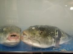 -天正河鲀·河豚亭(大连店)