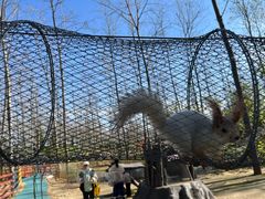 -合肥滨湖国家森林公园