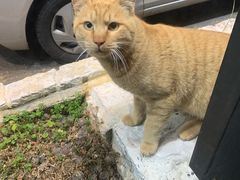 -Dombe豚(黑猪肉街店)