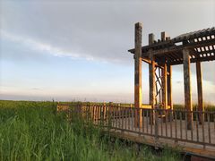 -哈素海
