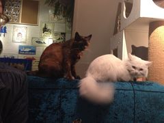 iphone_upload_pic-Sirena海妖日咖夜酒