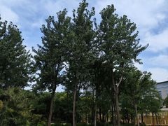 -新虹桥中心花园