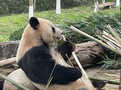 -都江堰中华大熊猫苑