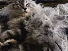 -瑞派·关忠动物医院·猫专科·犬专科(三环新城店)