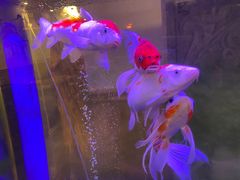 -小渝公重庆卤味火锅(临沂店)