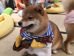 -逗柴咖啡屋·狗咖猫咖宠物桌游