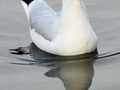 -翠湖宾馆·中餐厅