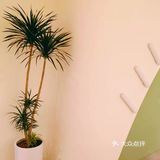 这家小清新SPA还不错