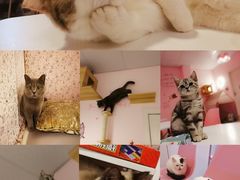 -三花喵·撸猫购宠·宠物生活馆(虹桥南丰城店)