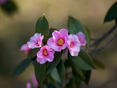 -花开海上生态园
