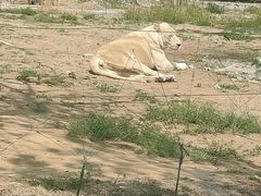 -秦皇岛野生动物园