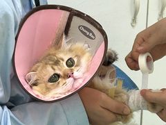 -汪喵宠物医院·骨科心脏影像·犬猫急重症ICU诊疗中心(成华分院)