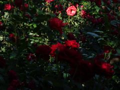 -花溪公园