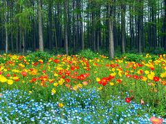 -上海共青森林公园