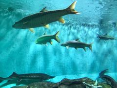 -太平洋海底世界