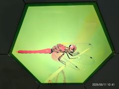 -上海昆虫博物馆