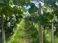 -马陆小张葡萄园农家乐