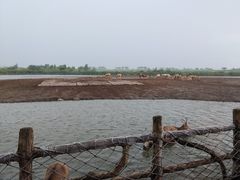 -宁波杭州湾国家湿地公园