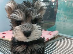 -FAELING PETS美天灵宠物(合生汇店)