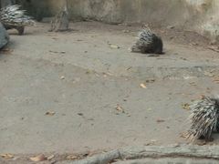 -清迈夜间动物园