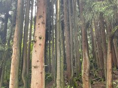 -武陵山森林公园