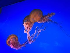 -太平洋海底世界