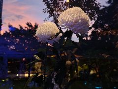 -九献创意菜·新中式(亮马河花园私宴店)