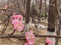 -桃花堤公园