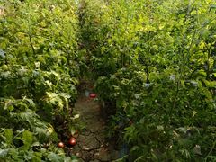 -万源龙顺度假庄园生态观光园