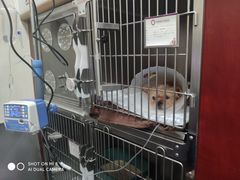 -宠爱国际动物医院· 猫科· 外科·中兽医(长白店)