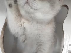 -东方名猫馆·英短金渐层布偶猫舍(环线广场1号楼店)