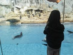 -帝企鹅自助餐厅•儿童岛•真企鹅(长隆企鹅酒店)