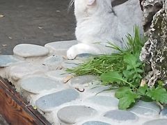 -喵屿·大理花园猫咖