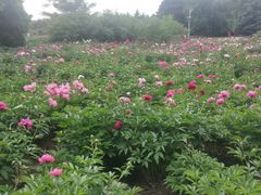 -长春公园(普阳街道)