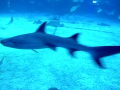 -烟台海昌鲸鲨海洋公园